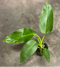 Jose Buono Philodendron